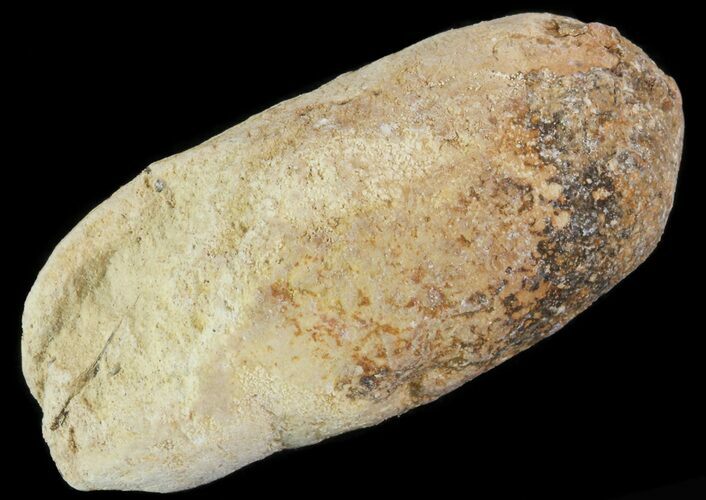 Cretaceous Fish Coprolite (Fossil Poop) - Kansas #64182